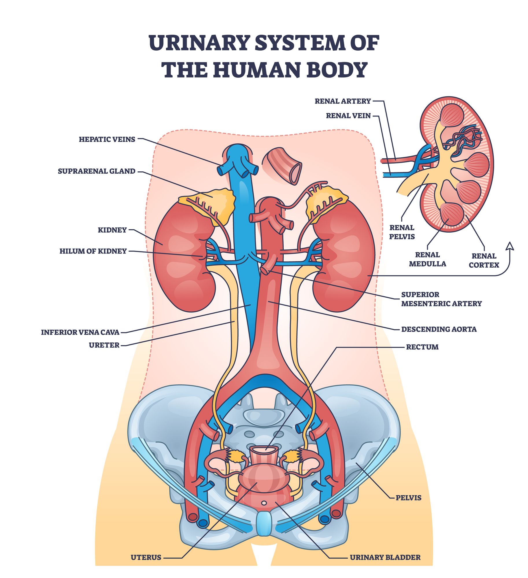 Day 10: The Urinary System